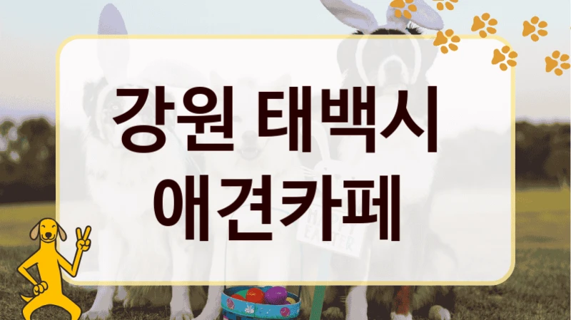 강원 태백시  애견카페