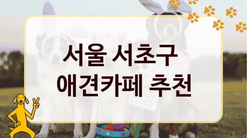 서울 서초구  애견카페 추천