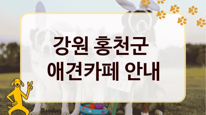 강원 홍천군  애견카페 안내