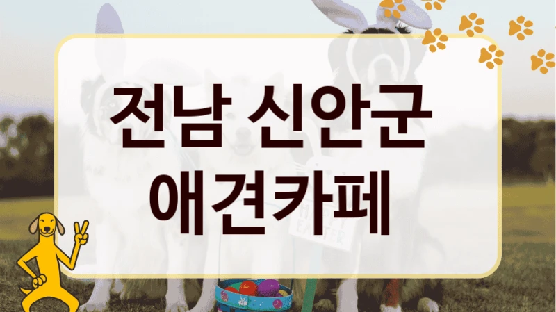 전남 신안군  애견카페