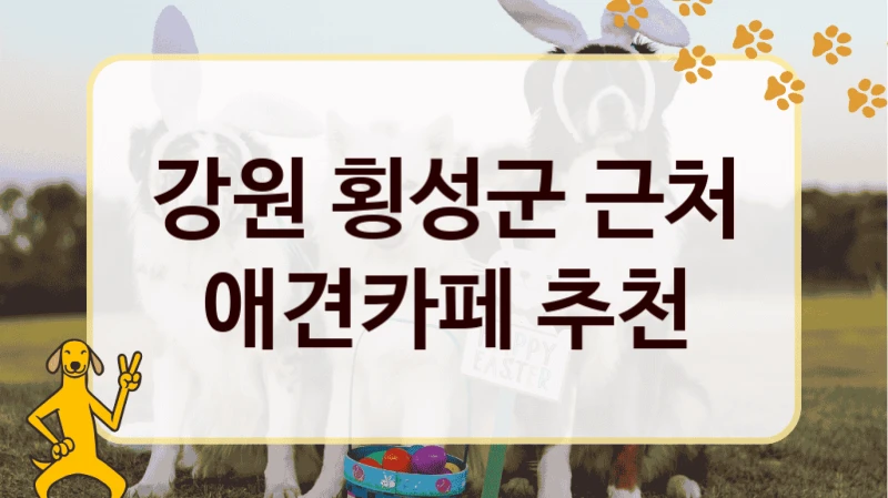 강원 횡성군 근처 애견카페 추천