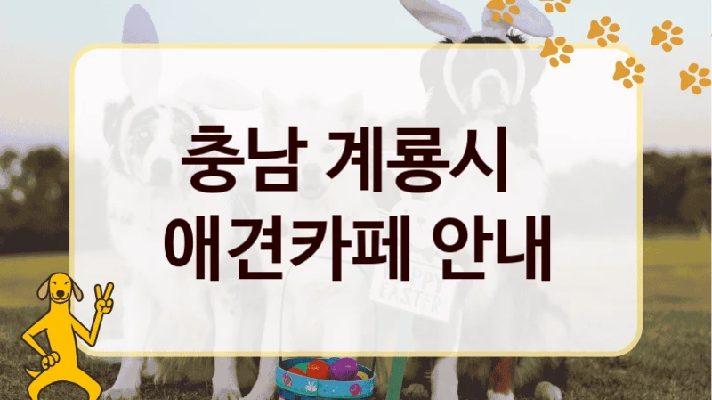 충남 계룡시  애견카페 안내