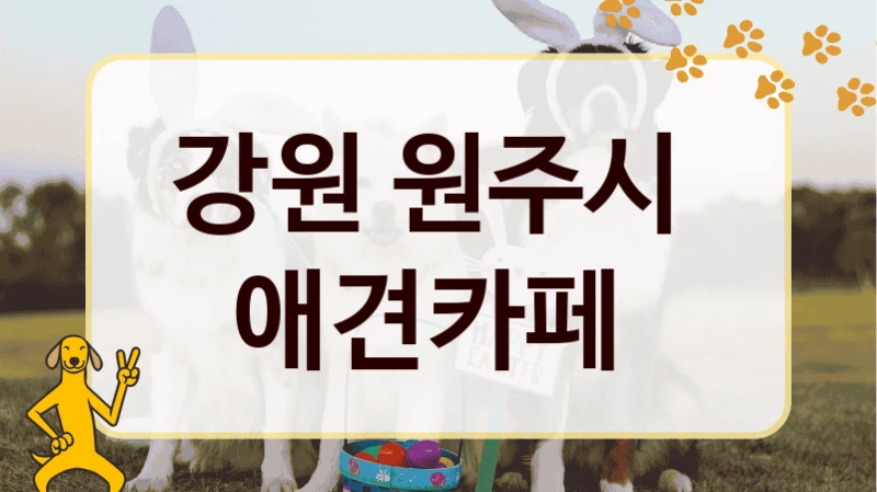 강원 원주시  애견카페