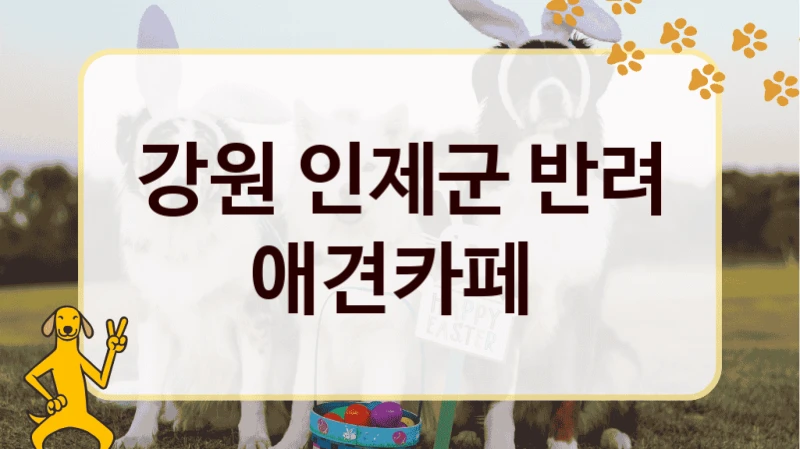 강원 인제군 반려 애견카페