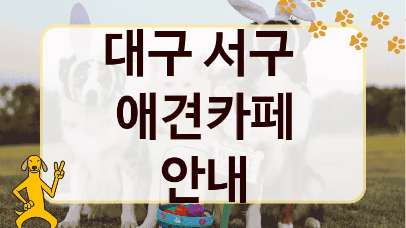 대구 서구  애견카페 안내