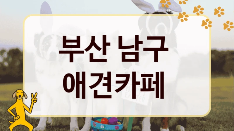 부산 남구  애견카페