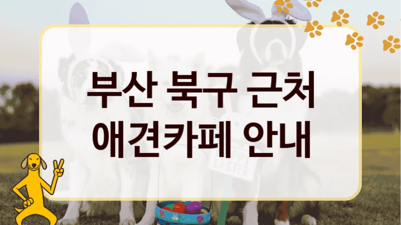 부산 북구 근처 애견카페 안내