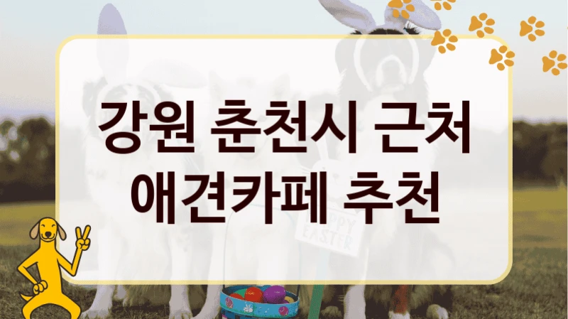 강원 춘천시 근처 애견카페 추천