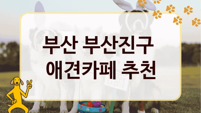 부산진구  반려견 애견카페 추천, 놀이터 및 입장 서비스 비용