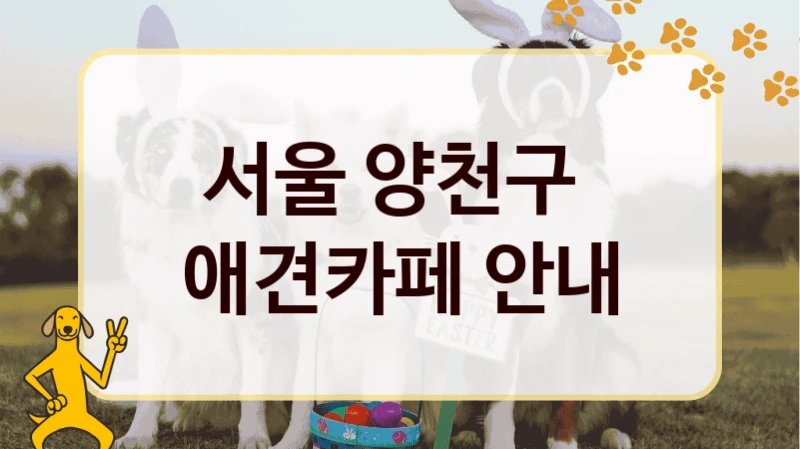 서울 양천구 실내·야외 겸비 애견카페 핫플레이스, 가격과 서비스 안내