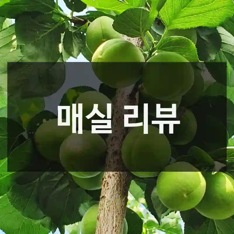 매실 리뷰