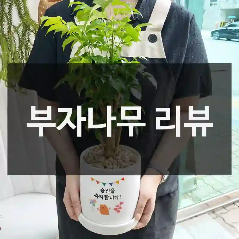 부자나무 리뷰